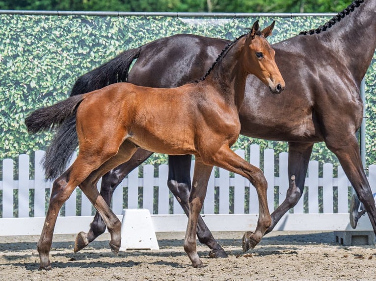 Westphalian Mare  Brown in M&#xFC;nster Handorf