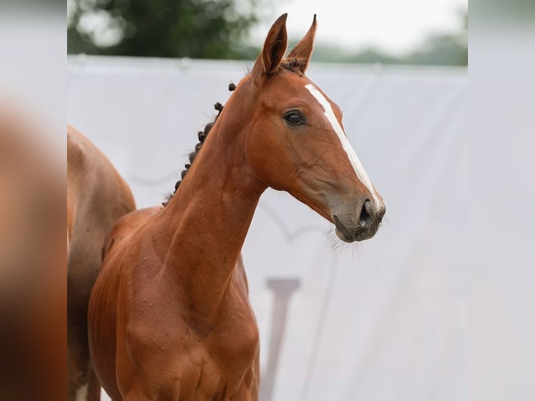 Westphalian Mare Foal (04/2024) Brown in Münster-Handorf