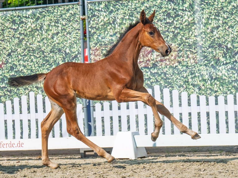 Westphalian Mare Foal (06/2025) Brown in M&#xFC;nster-Handorf