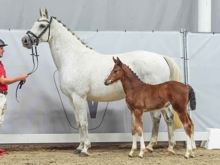 Westphalian Mare Foal (05/2024) Brown in Münster-Handorf