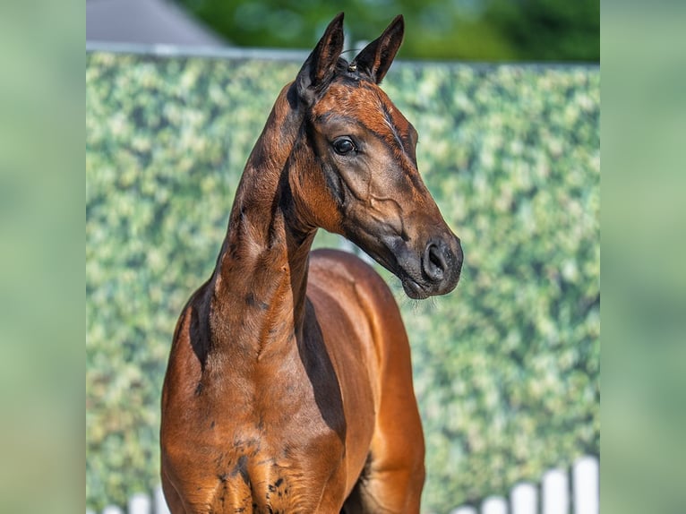 Westphalian Mare Foal (06/2025) Brown in M&#xFC;nster-Handorf