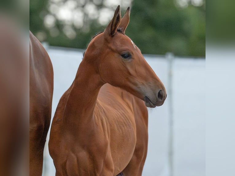 Westphalian Mare Foal (05/2024) Brown in Münster-Handorf