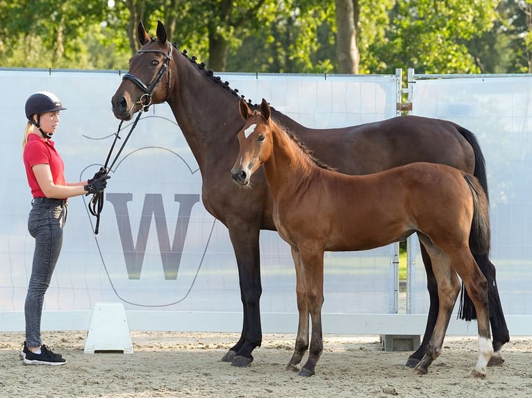 Westphalian Mare Foal (05/2024) Brown in Münster-Handorf