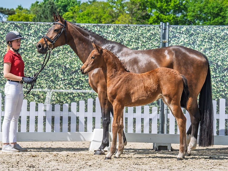 Westphalian Mare  Brown in M&#xFC;nster Handorf