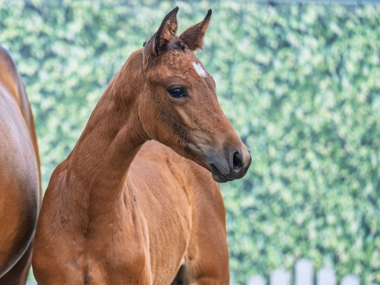 Westphalian Mare  Brown in M&#xFC;nster Handorf