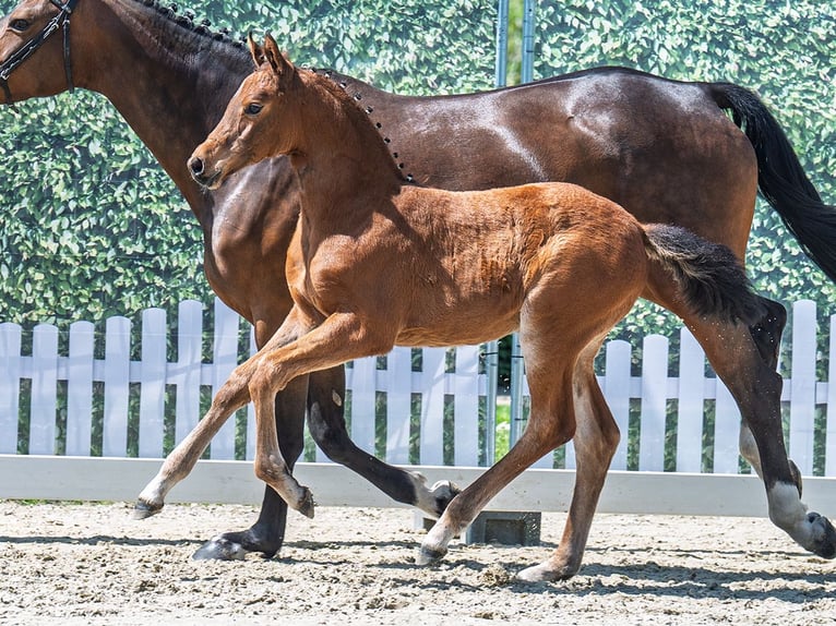 Westphalian Mare  Brown in M&#xFC;nster Handorf