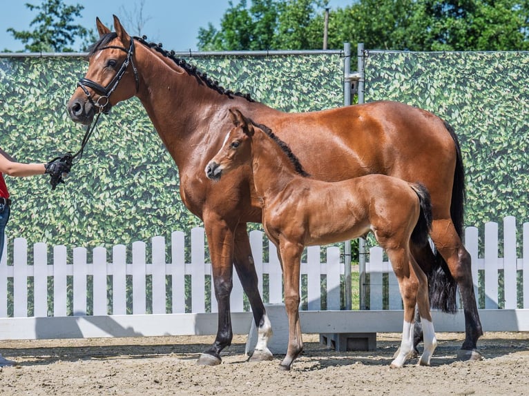 Westphalian Mare  Brown in M&#xFC;nster Handorf