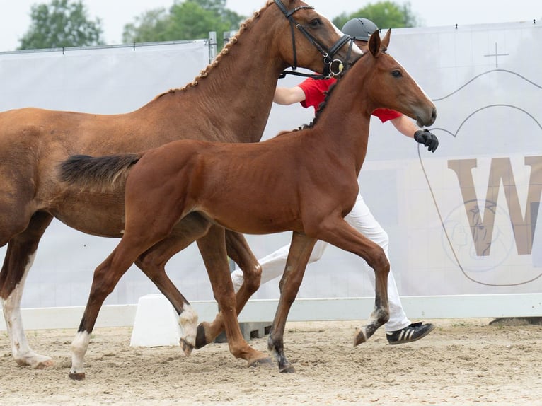 Westphalian Mare Foal (04/2024) Brown in Münster-Handorf