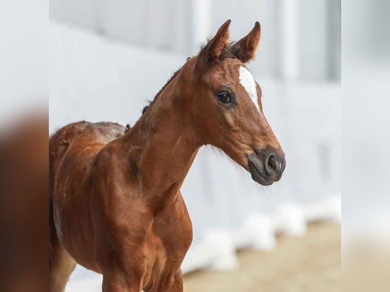 Westphalian Mare Foal (05/2024) Brown in Münster-Handorf