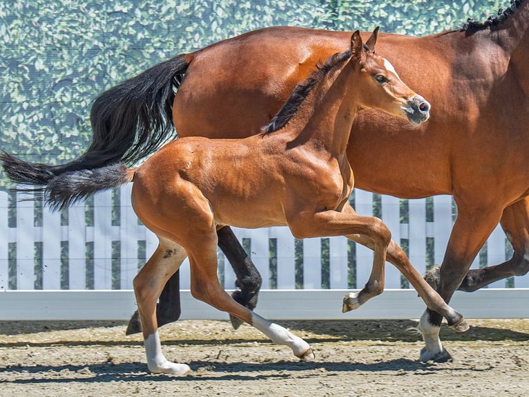 Westphalian Mare  Brown in M&#xFC;nster Handorf