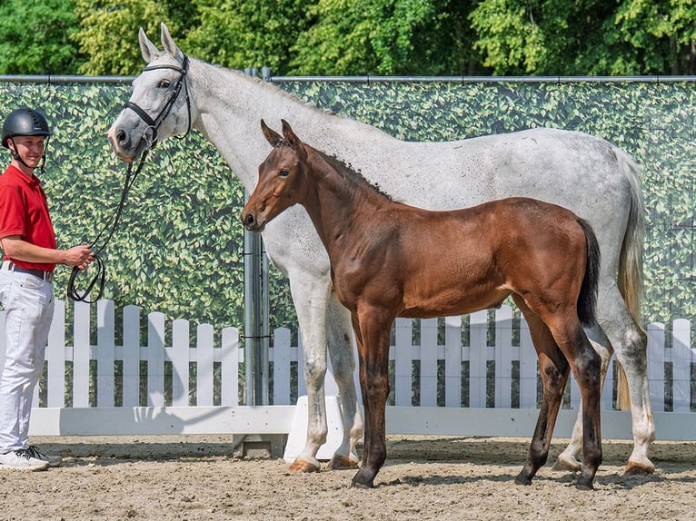 Westphalian Mare  Brown in M&#xFC;nster Handorf