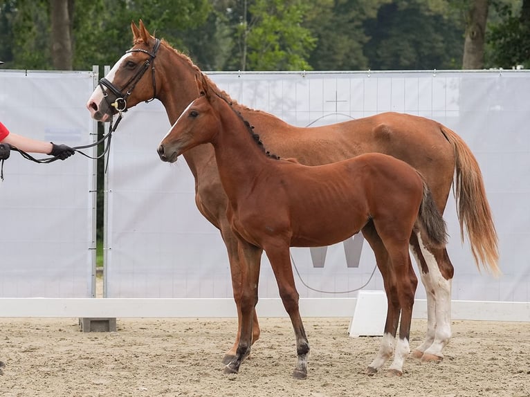 Westphalian Mare Foal (04/2024) Brown in Münster-Handorf