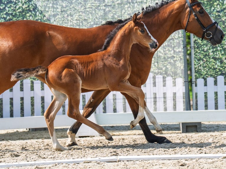 Westphalian Mare Foal (05/2025) Brown in M&#xFC;nster-Handorf