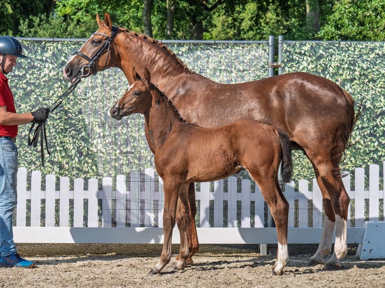 Westphalian Mare  Brown in M&#xFC;nster Handorf