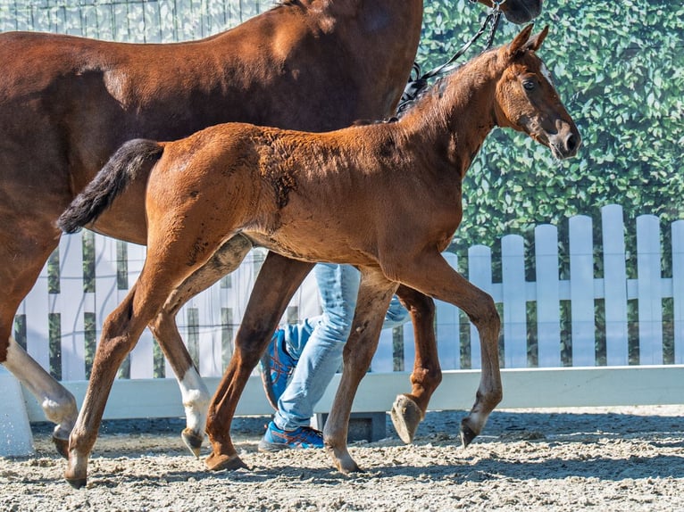 Westphalian Mare  Brown in M&#xFC;nster Handorf