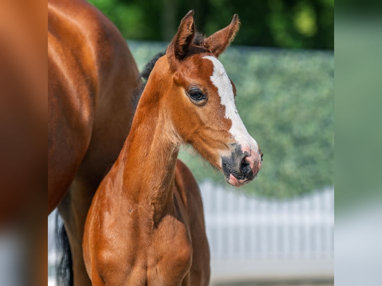 Westphalian Mare Foal (05/2025) Brown in M&#xFC;nster-Handorf