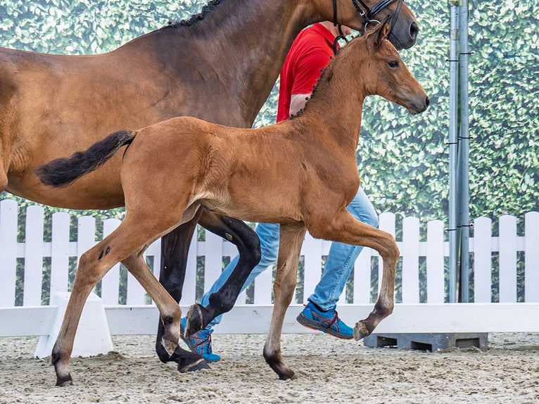 Westphalian Mare  Brown in M&#xFC;nster Handorf