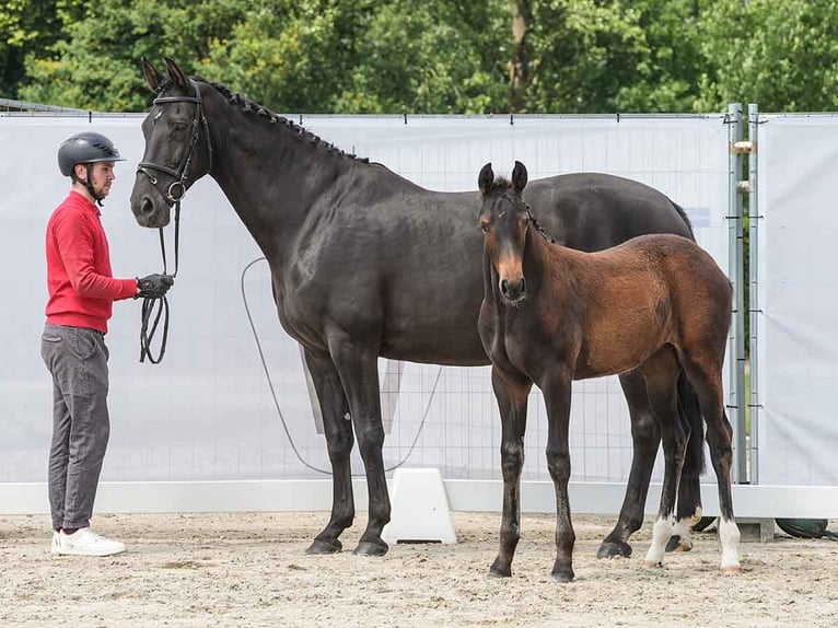 Westphalian Mare Foal (03/2024) Brown in Münster-Handorf