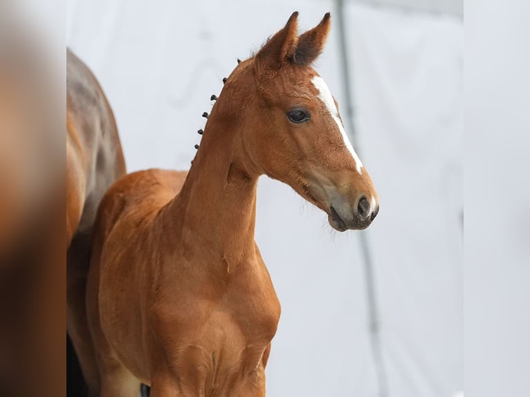 Westphalian Mare Foal (05/2024) Brown in Münster-Handorf