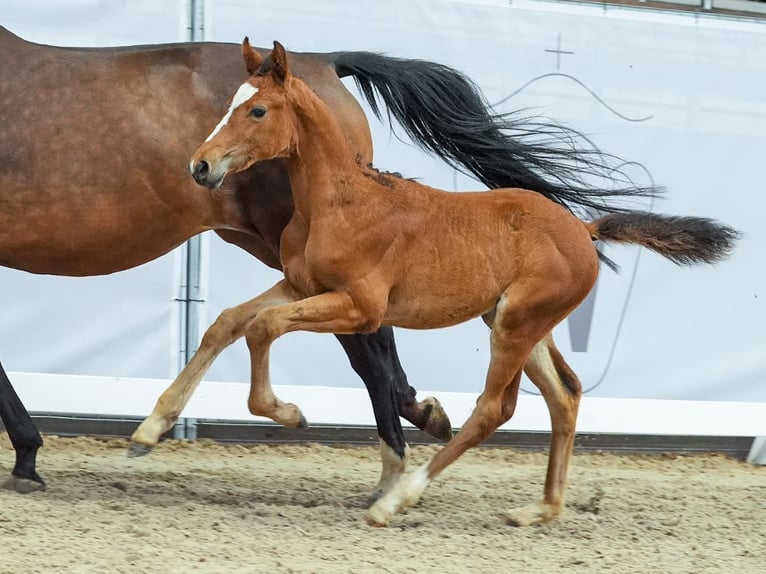 Westphalian Mare Foal (05/2024) Brown in Münster-Handorf