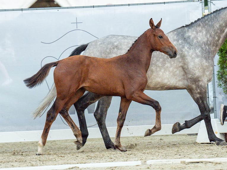 Westphalian Mare Foal (04/2024) Brown in Münster-Handorf