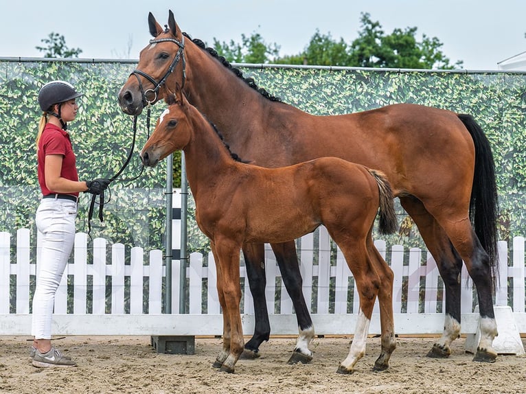Westphalian Mare Foal (05/2025) Brown in M&#xFC;nster-Handorf