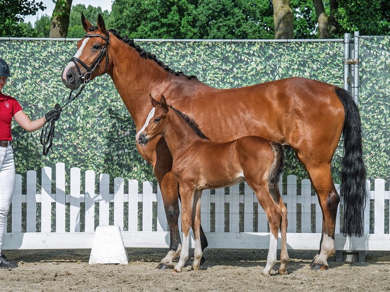 Westphalian Mare Foal (05/2025) Brown in M&#xFC;nster-Handorf
