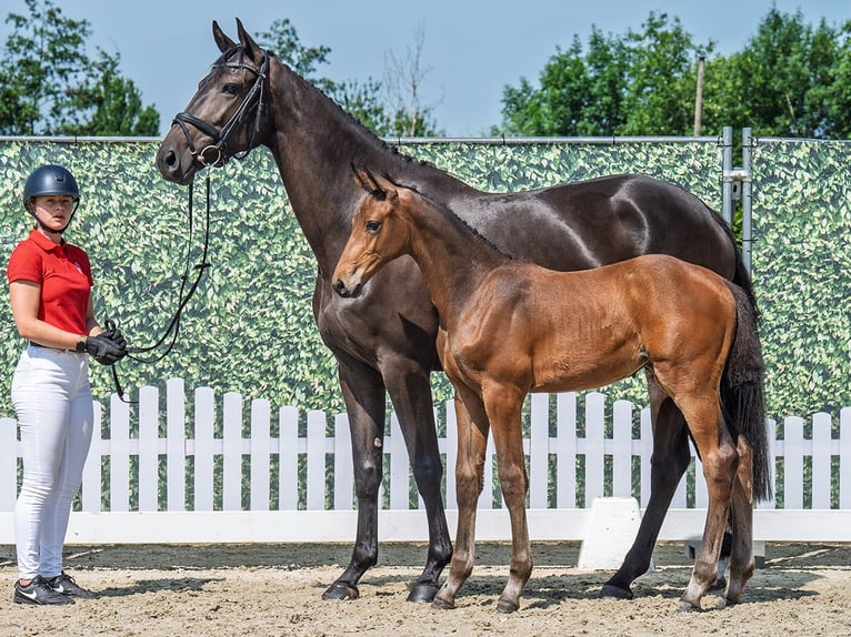 Westphalian Mare  Brown in M&#xFC;nster Handorf