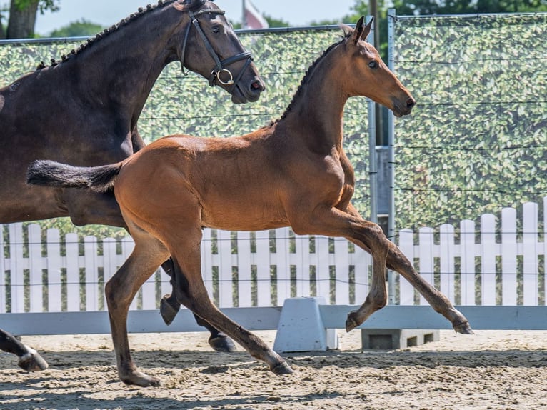 Westphalian Mare  Brown in M&#xFC;nster Handorf