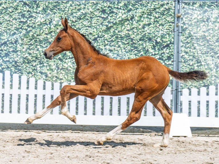 Westphalian Mare  Brown in M&#xFC;nster Handorf