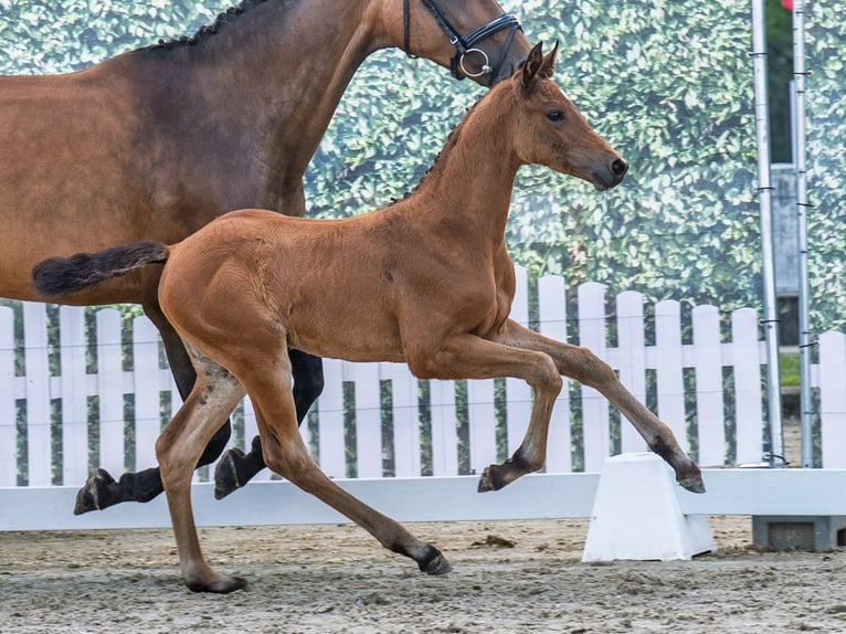 Westphalian Mare  Brown in M&#xFC;nster Handorf