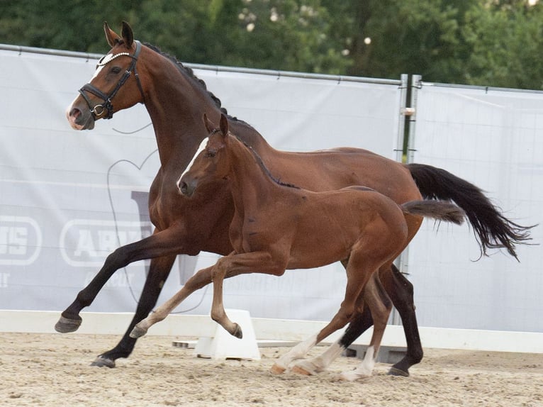 Westphalian Mare Foal (06/2024) Brown in Münster-Handorf