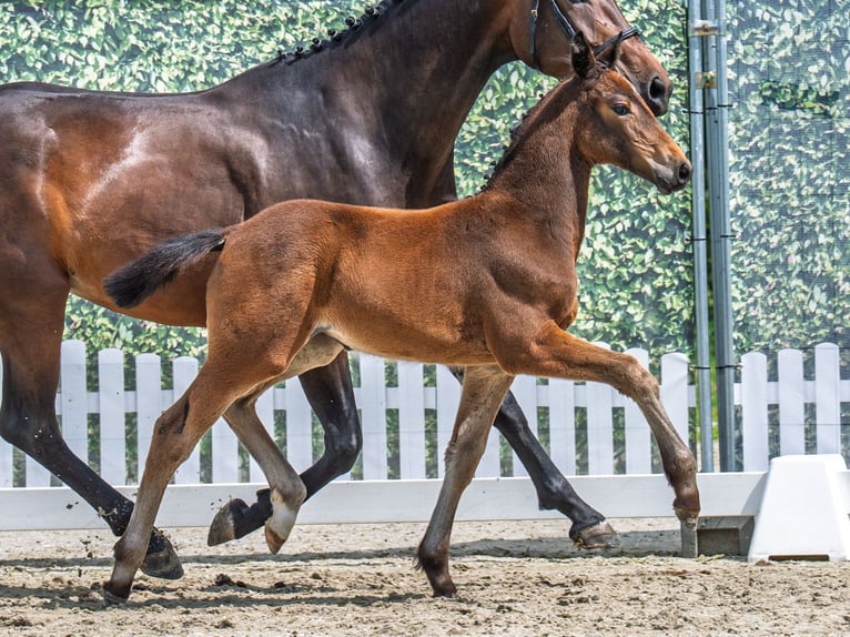 Westphalian Mare  Brown in M&#xFC;nster Handorf