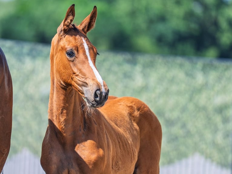 Westphalian Mare  Brown in M&#xFC;nster Handorf
