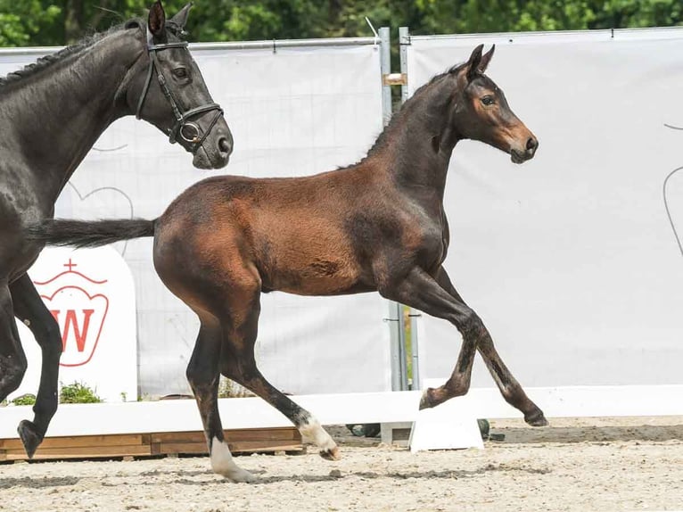 Westphalian Mare Foal (03/2024) Brown in Münster-Handorf