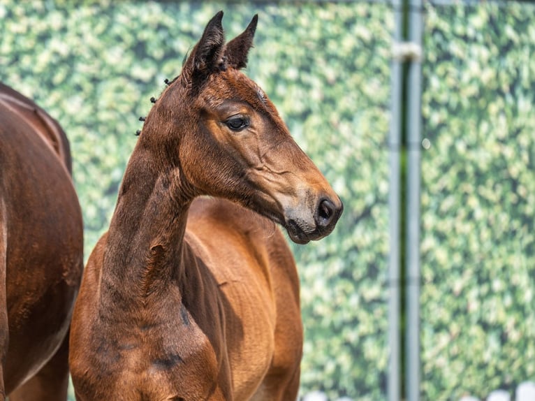 Westphalian Mare  Brown in M&#xFC;nster Handorf