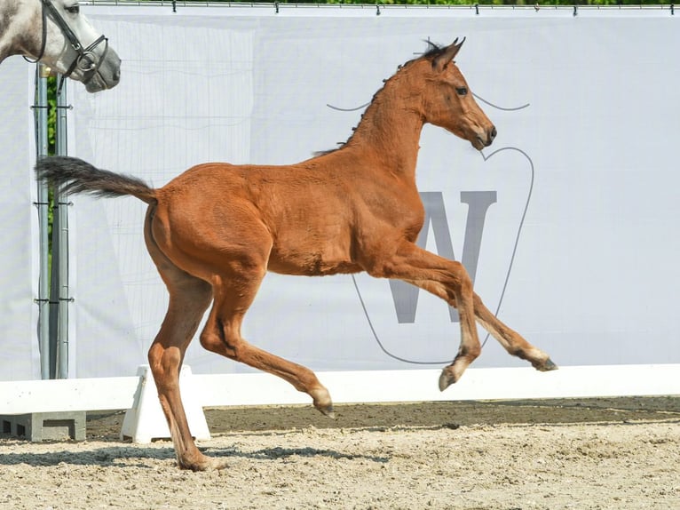 Westphalian Mare Foal (03/2024) Brown in Münster-Handorf