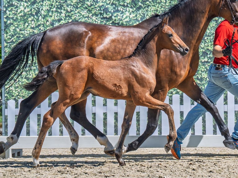 Westphalian Mare  Brown in M&#xFC;nster Handorf