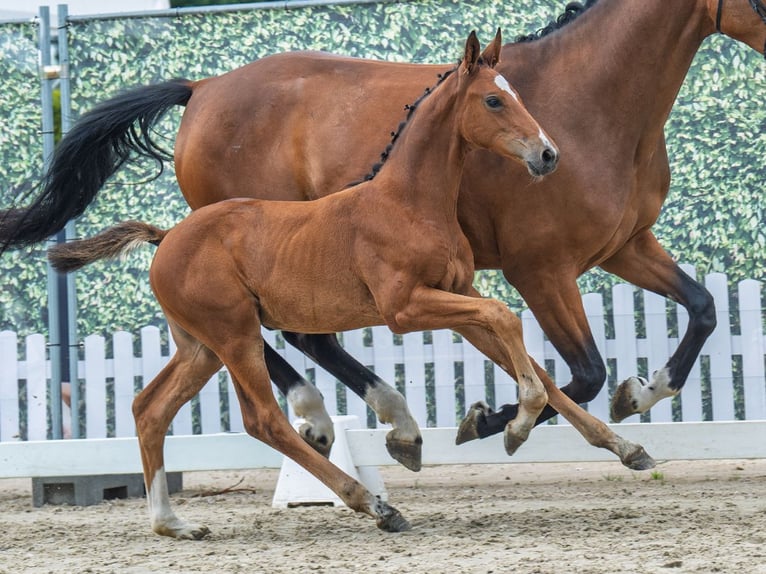 Westphalian Mare Foal (05/2025) Brown in M&#xFC;nster-Handorf