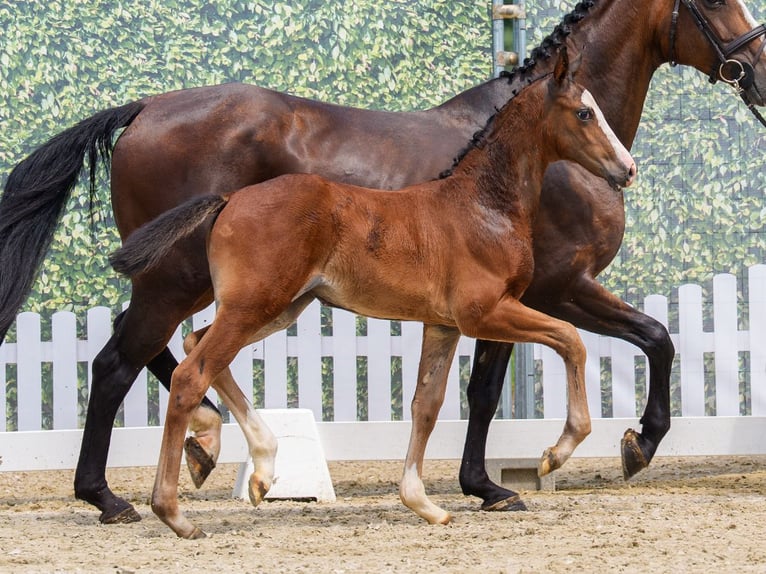 Westphalian Mare Foal (01/2026) Brown in Riesenbeck