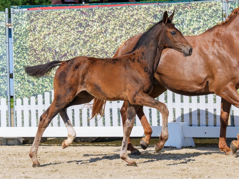 Westphalian Mare Foal (03/2026) Brown in Riesenbeck