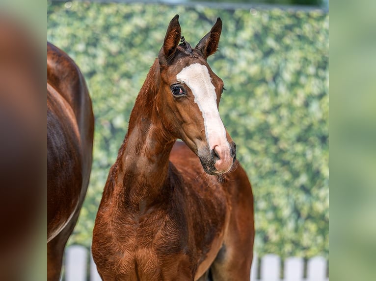 Westphalian Mare Foal (01/2026) Brown in Riesenbeck