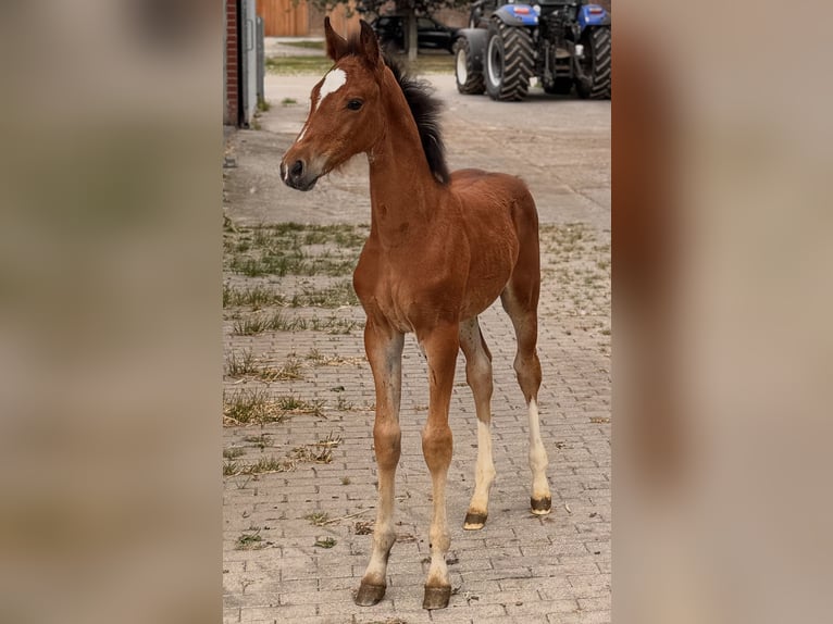 Westphalian Mare Foal (06/2025) Brown in Sendenhorst