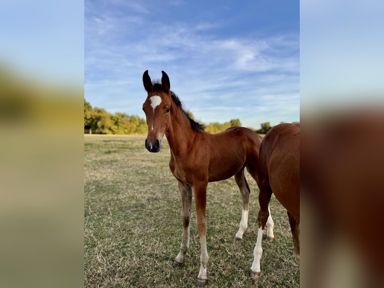 Westphalian Mare Foal (06/2025) Brown in Sendenhorst