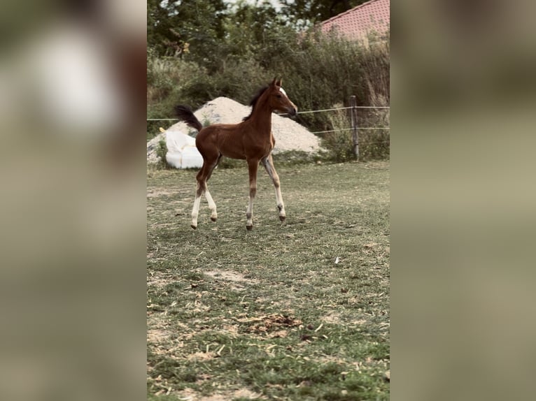 Westphalian Mare Foal (06/2025) Brown in Sendenhorst