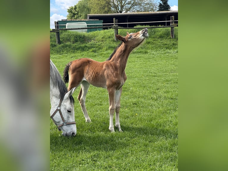 Westphalian Mare Foal (03/2025) Brown in Viersen
