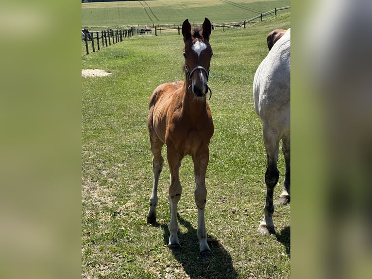 Westphalian Mare Foal (03/2025) Brown in Viersen