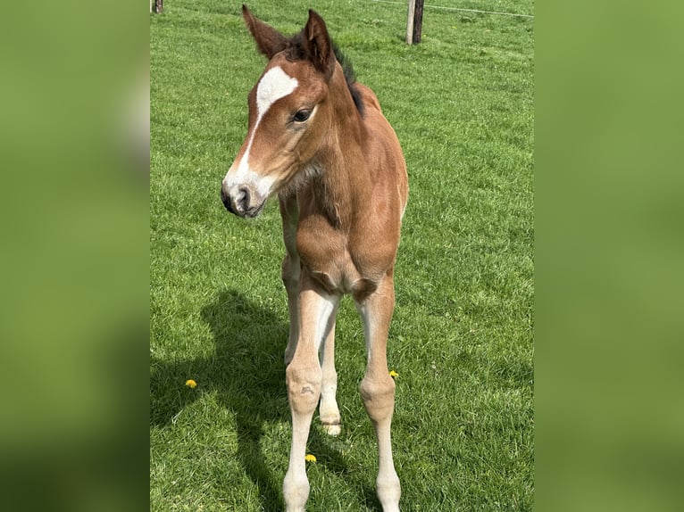 Westphalian Mare Foal (03/2025) Brown in Viersen