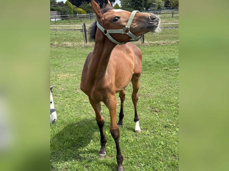 Westphalian Mare Foal (03/2025) Brown in Viersen