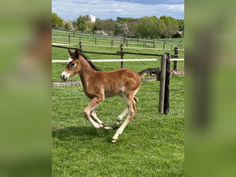 Westphalian Mare Foal (03/2025) Brown in Viersen